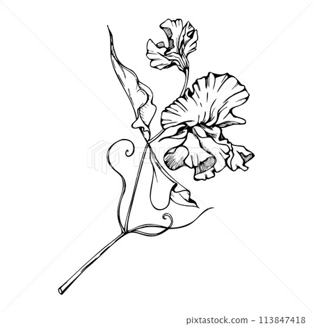 Hand drawn vector graphic ink illustration botanical flowers leaves. Sweet everlasting pea, vetch bindweed legume. Branch bouquet isolated on white background. Design wedding, love cards, floral shop 113847418