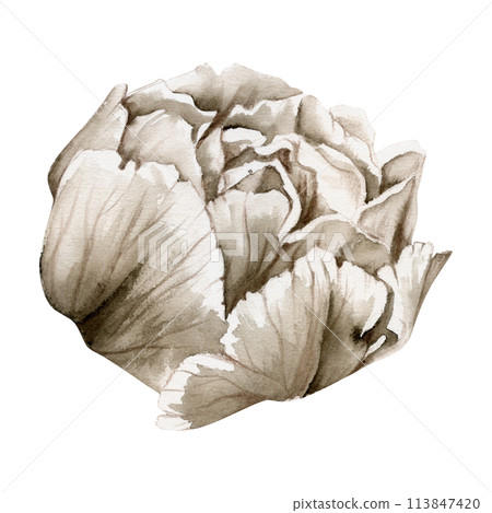 Hand drawn watercolor grisaille monochrome peony, tulip, ranunculus flowers. Single element isolated on white background. Design for invitations, wedding or greeting cards, floral shop, print, textile 113847420