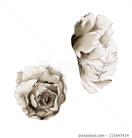 Hand drawn watercolor grisaille monochrome peony, tulip, ranunculus flowers. Single element isolated on white background. Design for invitations, wedding or greeting cards, floral shop, print, textile 113847424