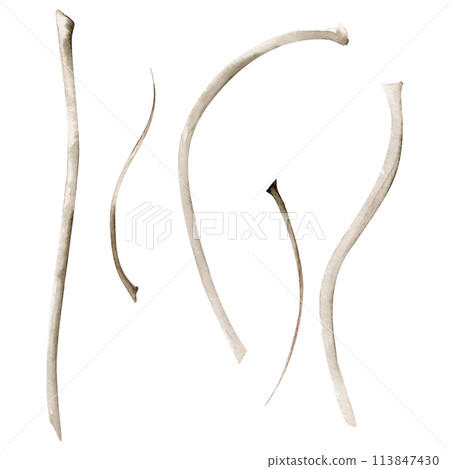 Hand drawn watercolor grisaille monochrome peony, tulip, ranunculus poppy stem. Single element isolated on white background. Design invitations, wedding or greeting cards, floral shop, print, textile 113847430