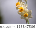 白色的水仙花 113847586