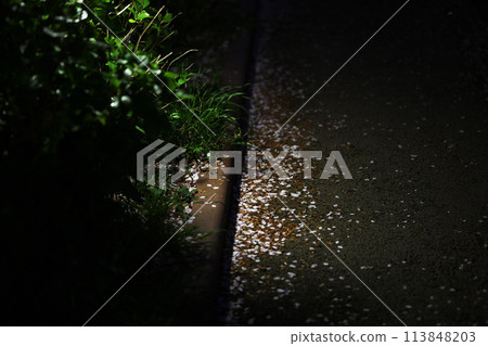 Illuminated cherry blossom petals 113848203