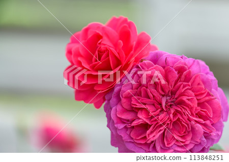 在美麗的自然光下閃耀的紅玫瑰花[Rosa centifaria]特寫攝影（Hana Asomi） 113848251