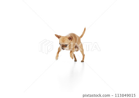 Cute small little purebred dog jumping and running against white studio background. Happy little puppy. Cute small little purebred dog jumping and running against white studio background. Happy little puppy. 113849015