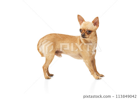 Tiny Purebred Chihuahua with perked ears posing against white studio background. Funny, little dog looking alert. 113849042
