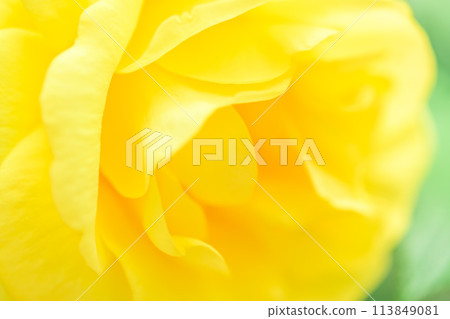 Rose flowers shining in beautiful natural light [Izu no Odoriko] Close-up photography (Hanaasobi) 113849081