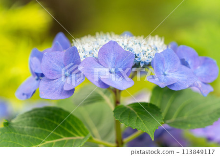 Purple hydrangea Purple hydrangea 113849117