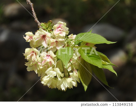 「右近櫻」的花朵呈淡黃綠色,顏色會變成粉紅色。 「右近櫻」的花朵呈淡黃綠色,顏色會變成粉紅色。 113849158