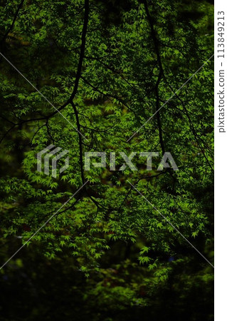 The tranquil beauty of green maples 113849213