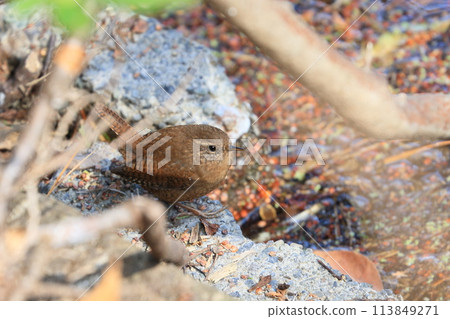 雷恩‧雷恩 113849271