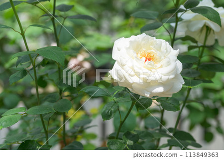 Rose flowers shining in the beautiful natural light [White Christmas] (Hanaasobi) 113849363