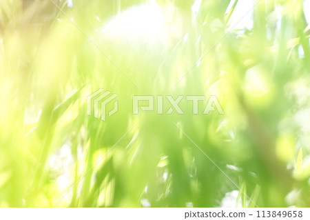 新鮮的綠色新鮮在風中 新鮮的綠色新鮮在風中 113849658