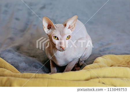 Beautiful sphinx cat sitting on a gray background 113849753