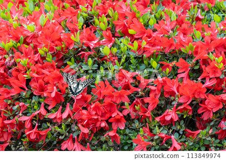 紅色杜鵑花和燕尾蝴蝶 113849974