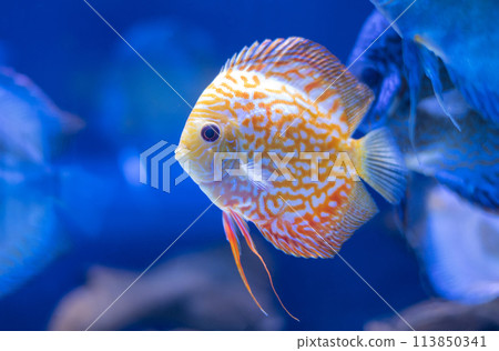 discus fish in aquarium, tropical fish. Symphysodon discus from Amazon river. Blue diamond, snakeskin, red turquoise and more discus fish in aquarium, tropical fish. Symphysodon discus from Amazon river. Blue diamond, snakeskin, red turquoise and more 113850341