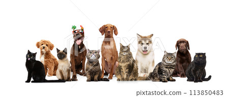 Collage. Unusual animals, purebred dogs and cats, companions looking curiously at camera against white studio background. 113850483