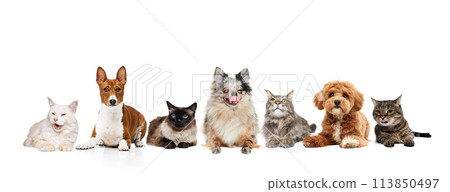 Collage. Group of dogs and cats of different breeds sitting in a row against white studio background. Funny muzzles. Collage. Group of dogs and cats of different breeds sitting in a row against white studio background. Funny muzzles. 113850497