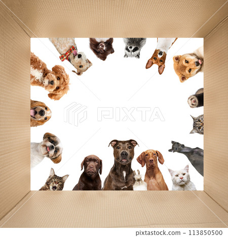 Collage. Group of animals curiously peering out of a cardboard box against white studio background. Collage. Group of animals curiously peering out of a cardboard box against white studio background. 113850500