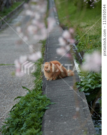 Cute stray cats and cherry blossoms in full bloom in a park on a spring evening Cute stray cats and cherry blossoms in full bloom in a park on a spring evening 113850544