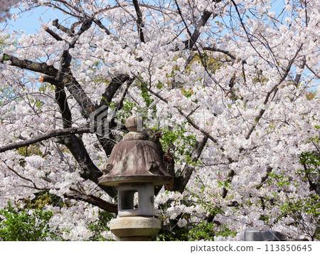 Cherry blossoms in full bloom and a temple 113850645