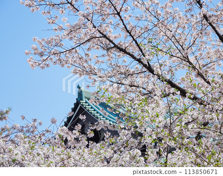 Spring scenery of cherry blossoms in full bloom and temple roof 113850671