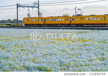 Nemophila in full bloom at Oizumi Station on the Sangi Railway Hokusei Line (Inabe City, Mie Prefecture) Nemophila in full bloom at Oizumi Station on the Sangi Railway Hokusei Line (Inabe City, Mie Prefecture) 113850759
