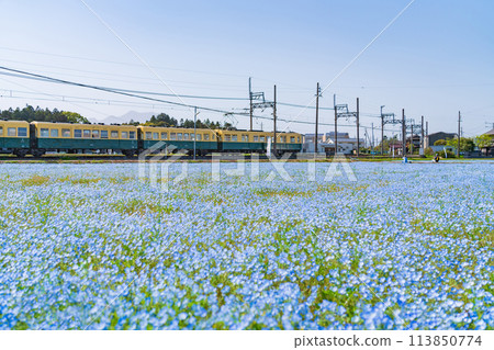 Nemophila in full bloom at Oizumi Station on the Sangi Railway Hokusei Line (Inabe City, Mie Prefecture) 113850774