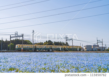Nemophila in full bloom at Oizumi Station on the Sangi Railway Hokusei Line (Inabe City, Mie Prefecture) Nemophila in full bloom at Oizumi Station on the Sangi Railway Hokusei Line (Inabe City, Mie Prefecture) 113850782