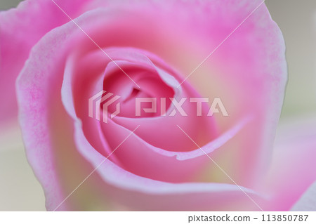 玫瑰花在美麗的自然光下閃閃發光 [Autonio Gaudi] 特寫微距攝影 (Hana Asomi) 113850787