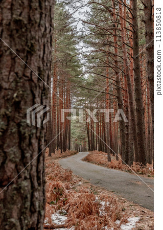 Asphalt road winding through dense pine forest with trees on both sides Asphalt road winding through dense pine forest with trees on both sides 113850818