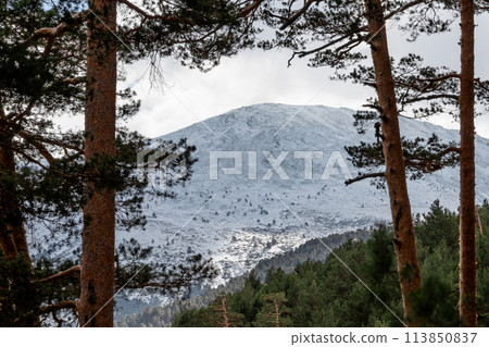 Snowy mountain seen through trees in natural landscape 113850837