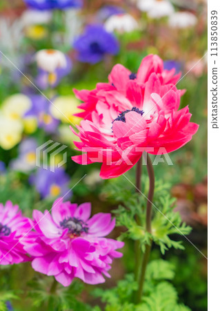 Spring at Hisaya Odori Garden Floralie, flowers in full bloom (Nagoya, Aichi Prefecture) 113850839