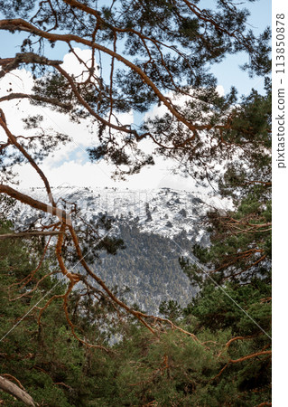 Snowy mountain seen through pine tree branches in natural landscape 113850878
