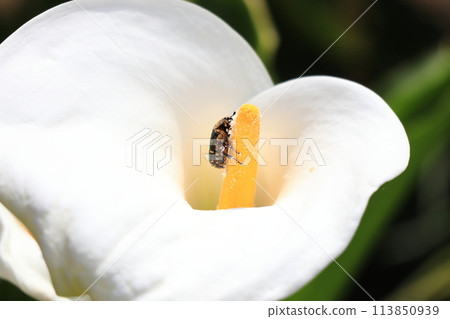 Flower Chafer and Calla 5 Flower Chafer and Calla 5 113850939