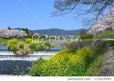 Scenery of Kamo River in Kyoto City in April when cherry blossoms and rape blossoms bloom Scenery of Kamo River in Kyoto City in April when cherry blossoms and rape blossoms bloom 113850940