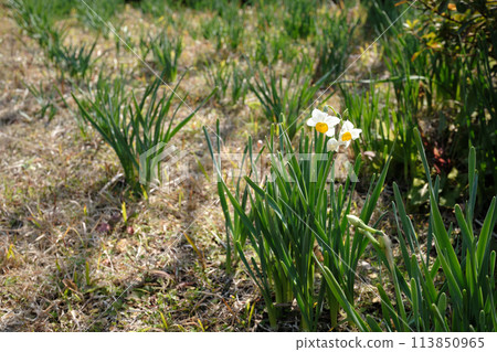 Daffodil flowers starting to bloom Daffodil flowers starting to bloom 113850965