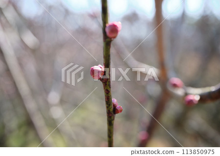 梅花枝的芽 梅花枝的芽 113850975