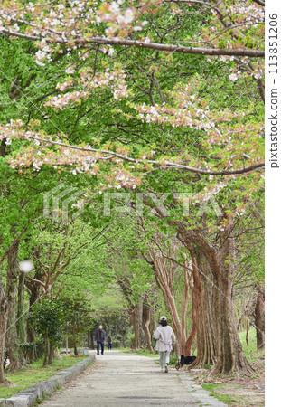 A woman and a senior man walking in a park with cherry blossoms in full bloom in spring A woman and a senior man walking in a park with cherry blossoms in full bloom in spring 113851206