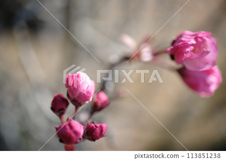 Kaidou buds waiting for spring Kaidou buds waiting for spring 113851238