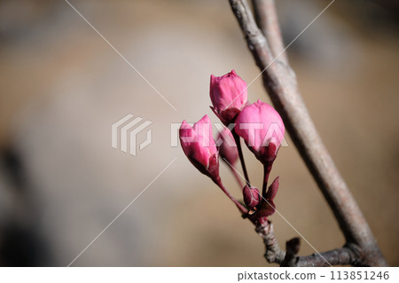 Small buds of Kaidou cherry blossoms Small buds of Kaidou cherry blossoms 113851246