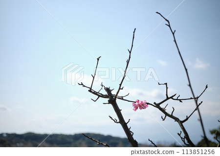 A single petal colors the branch of the daisy 113851256