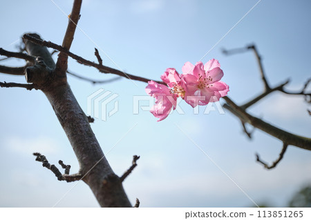The petals of Kaidou starting to bloom 113851265
