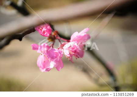 Kaido Blooms 113851269