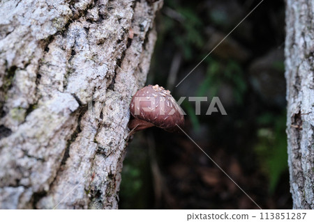 Growing Shiitake Mushrooms Growing Shiitake Mushrooms 113851287