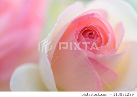 Rose flowers shining in the beautiful natural light [Ma Normandie] Close-up macro photography (Hana Asobi) 113851289