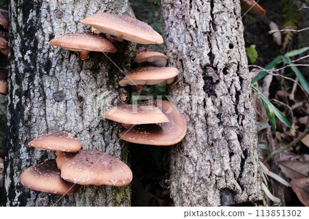 Shiitake mushrooms growing from a log 113851302