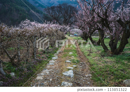 The small path used for filming in the movie "Anzu no Sato" The small path used for filming in the movie "Anzu no Sato" 113851322
