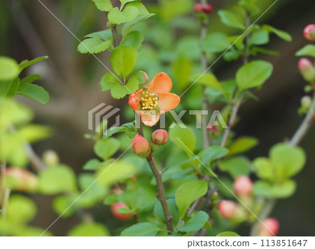 春天的花朵散景花 113851647
