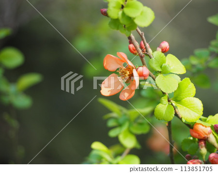 春天的花朵散景花 春天的花朵散景花 113851705
