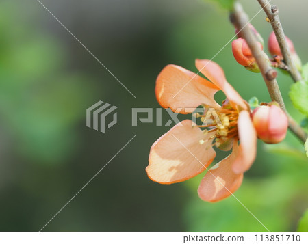 春天的花朵散景花 春天的花朵散景花 113851710